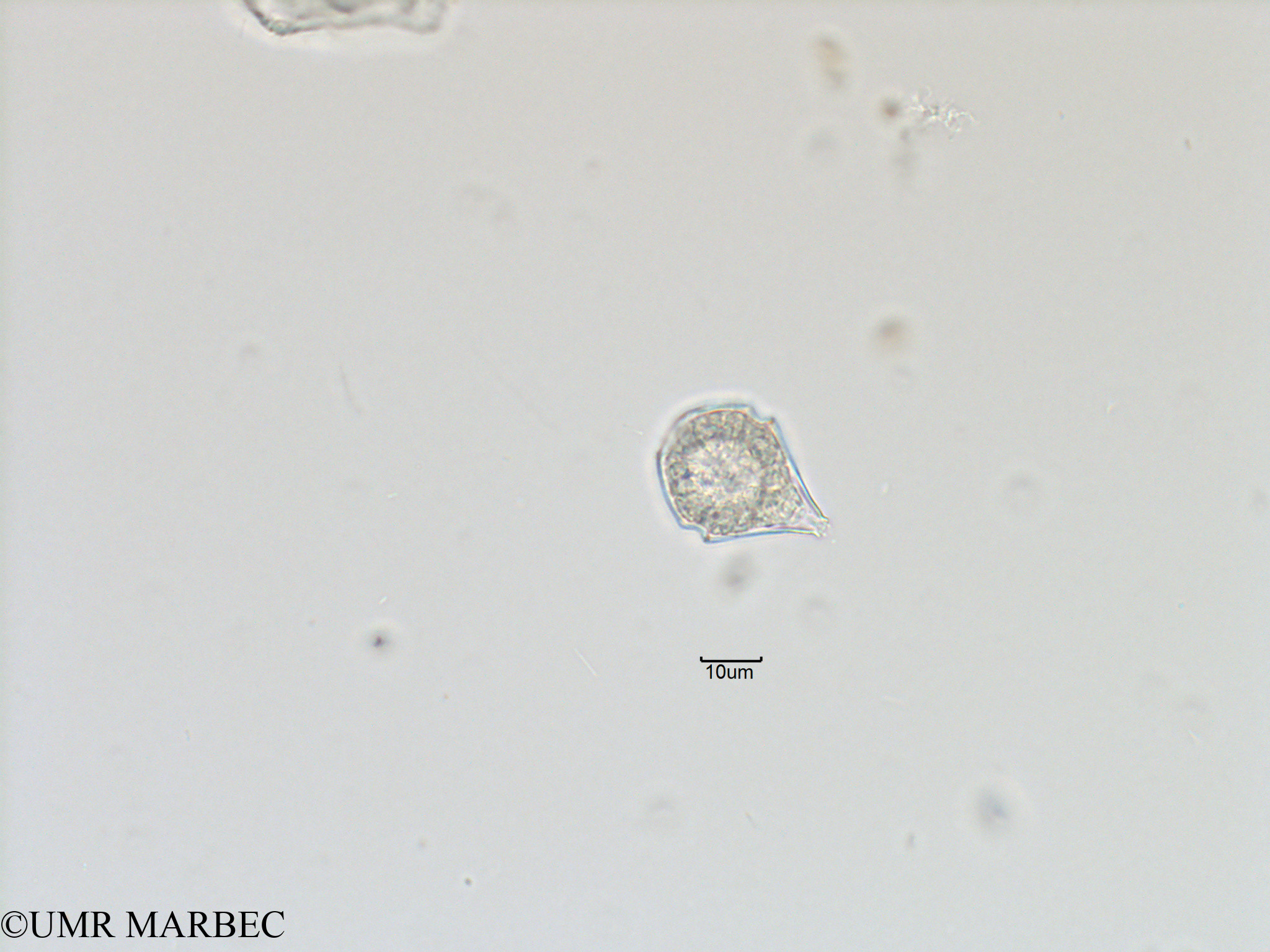phyto/Bizerte/bizerte_bay/RISCO November 2015/Scrippsiella spinifera (ancien Scrippsiella spp-Baie_T5-ACW1-cf Scrippsiella-4).tif(copy).jpg